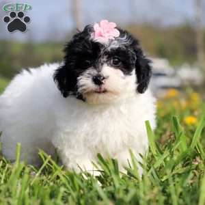 Twila, Teddy Bear Puppy